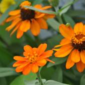 DJ's GREENHOUSE, MERCER COUNTY