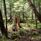 Hickory Run State Park, Carbon County