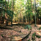 COOK FOREST STATE PARK
