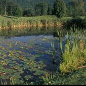 MONROE COUNTY