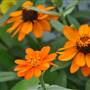 DJ's GREENHOUSE, MERCER COUNTY