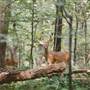 JOSEPH E. IBBERSON CONSERVATION AREA