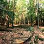 COOK FOREST STATE PARK