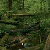 ALLEGHENY NATIONAL FOREST