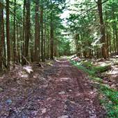Hemlock Hill