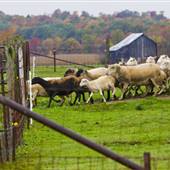 BAYTREE FARM, VENANGO COUNTY