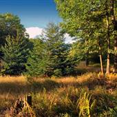 ELK STATE FOREST