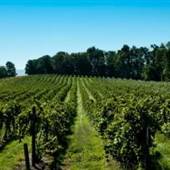 FRANKLIN HILL VINEYARDS