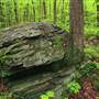 Delaware State Forest, Monroe Conty