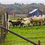 BAYTREE FARM, VENANGO COUNTY