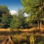 ELK STATE FOREST