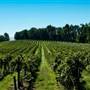 FRANKLIN HILL VINEYARDS