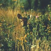FRENCH CREEK STATE PARK
