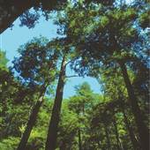 HYNER RUN STATE PARK