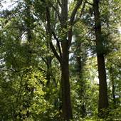 PINE GROVE FURNACE STATE PARK