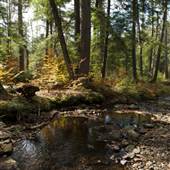 RICKETTS GLEN STATE PARK