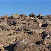 PALMERTON'S STONEY RIDGE