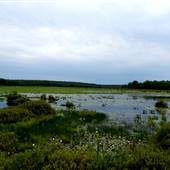 BLACK MOSHANNON STATE PARK WETLANDS