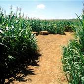 MAIZE QUEST, YORK COUNTY