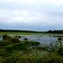 BLACK MOSHANNON STATE PARK WETLANDS