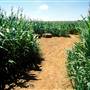 MAIZE QUEST, YORK COUNTY