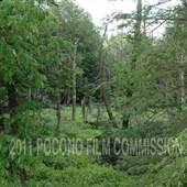 Wayne County Woods