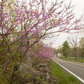 ADAMS COUNTY ORCHARDS & COUNTRYSIDE