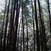 ROTHROCK STATE FOREST'S ALAN SEEGER NATURAL AREA