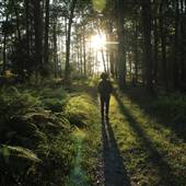 MICHAUX STATE FOREST
