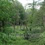 Wayne County Woods
