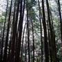 ROTHROCK STATE FOREST'S ALAN SEEGER NATURAL AREA