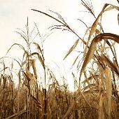 CORNFIELDS, LANCASTER COUNTY