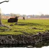 LANCASTER FARM SCENERY