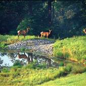 ELK STATE FOREST