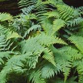 ALLEGHENY NATIONAL FOREST, FERNS