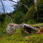 BUCHANAN STATE FOREST