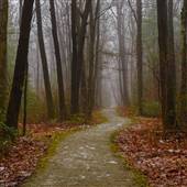 FORBES STATE FOREST