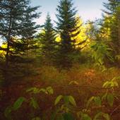 PINCHOT STATE FOREST
