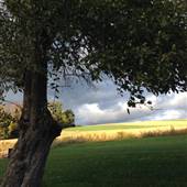 TEMPLE FARM, LYCOMING COUNTY