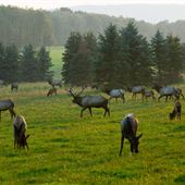 BENEZETTE, ELK COUNTY