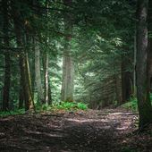 Cook Forest State Park Through the Seasons, Clarion and Forest Counties