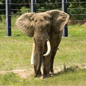 International Conservation Center