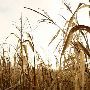 CORNFIELDS, LANCASTER COUNTY