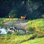 ELK STATE FOREST