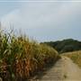 ERIE BLUFFS STATE PARK CORNFIELDS