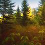PINCHOT STATE FOREST