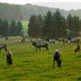 BENEZETTE, ELK COUNTY