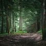 Cook Forest State Park Through the Seasons, Clarion and Forest Counties