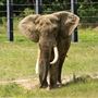 International Conservation Center, Somerset County