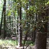 LACAWAC SANCTUARY